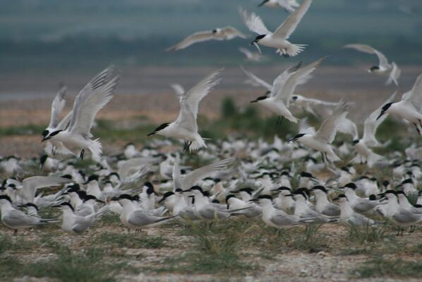 Norfolk Coast and Broads NT tweet media