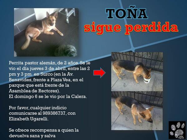 sinvoznivotobah's tweet photo. @evaayllon Ayuda por favor con búsqueda de Pastor Alemán TOÑA, perdida en Surco. Se ofrece recompensa. 989386737. http://t.co/0gYr0IrmVI