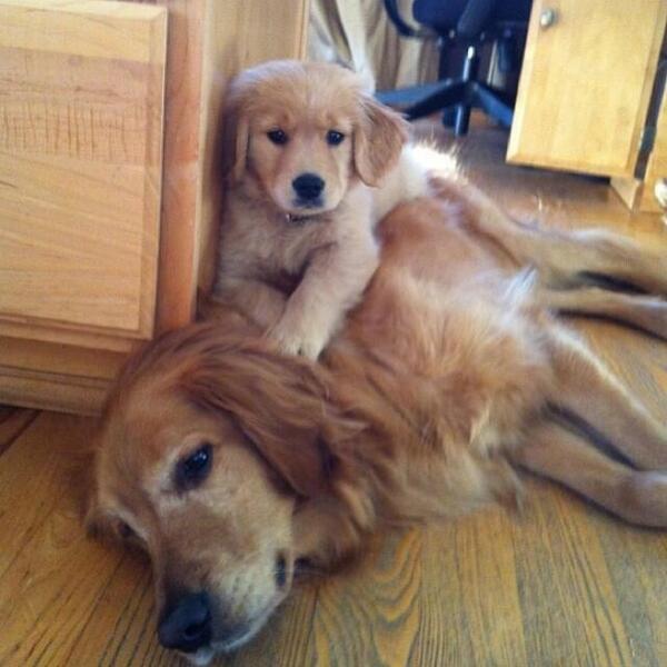 WittyKittyVixxy's tweet photo. “@/BBAnimals: This rug feels funny http://t.co/Nc9HA7N8jA”

@allierajman Huggies