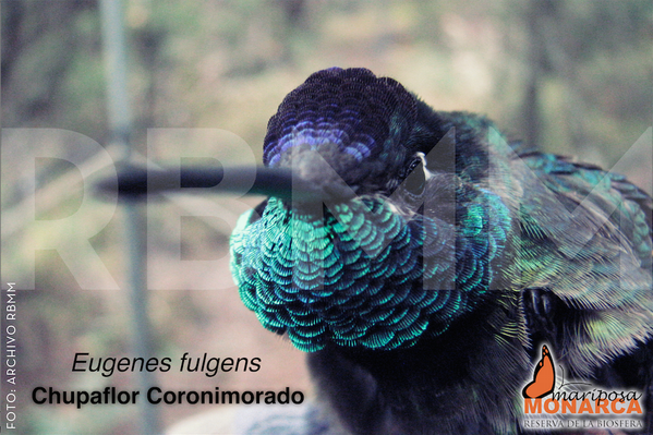 RBMMonarca's tweet photo. Ave de la Reserva de la Biosfera Mariposa Monarca: Eugenes fulgens, conocido como Chupaflor Coronimorado http://t.co/G3ptWB5Cmg