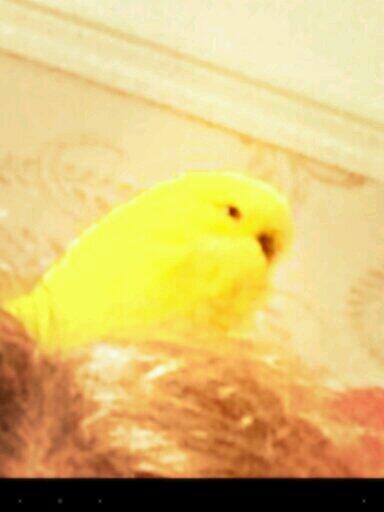 yokithebird tweet picture