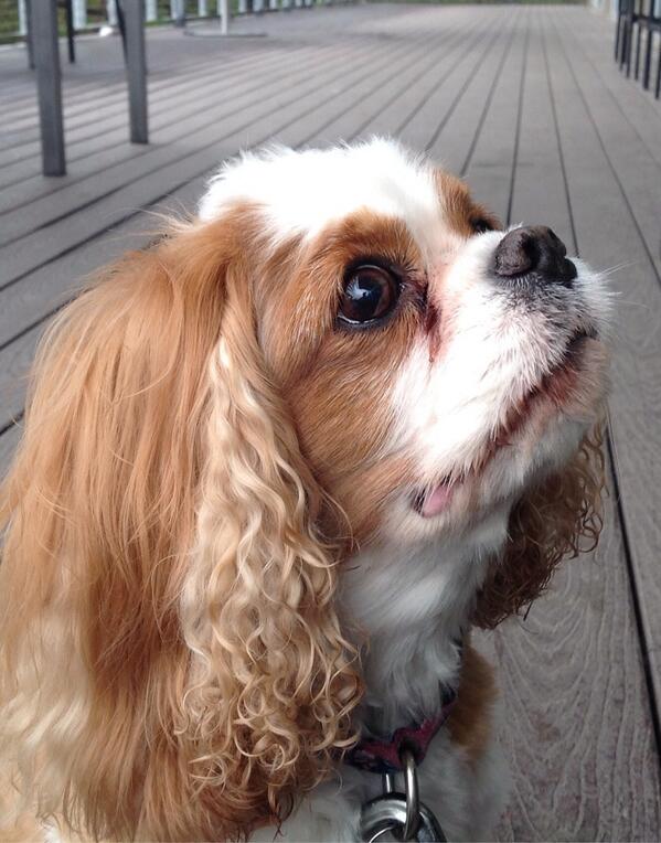 Is this not the tweetest face you've ever seen? <a href="/pawstinTX/">PAWSTIN</a>  newest pup.