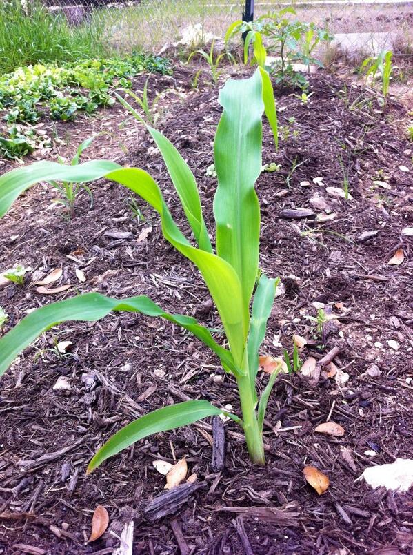 TXKitchenGarden's tweet photo. Backyard corn field coming soon. #sustainable #reallylocalfood #gardening http://t.co/R7gaEKPSgG