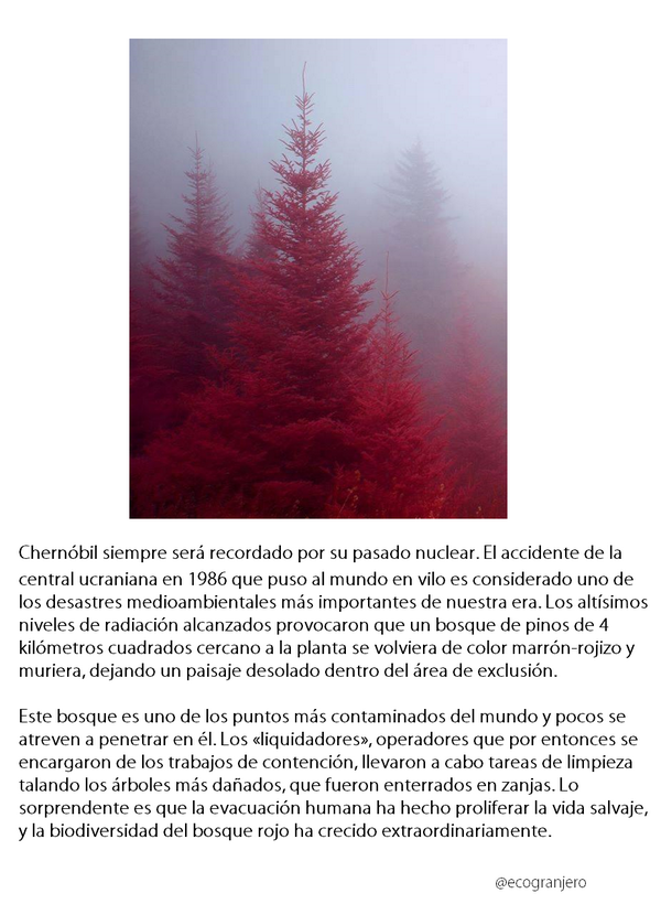 Ecogranjero's tweet photo. El bosque rojo de Chernóbil http://t.co/DBYbHjvs0F