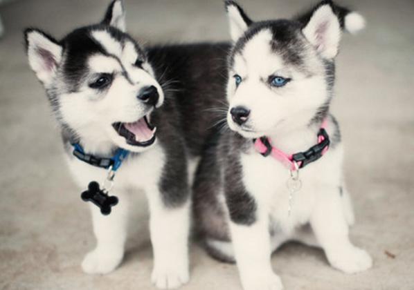 barkbox's tweet photo. Husky Puppy Yells at His Siblings to Restore Nap Time Order >>> http://t.co/19Rzr5gk6u http://t.co/z4tNwUjvq0