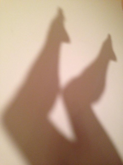 Even my shadow is #sexy ~ Cum with me #cam2cam http://t.co/t7yXAjgR0d @sexytweetbabes @SexyTattooed http://t<a href="/tag/sexy"class="tags">#sexy</a><a href="/tag/cam2cam"class="tags">#cam2cam</a>