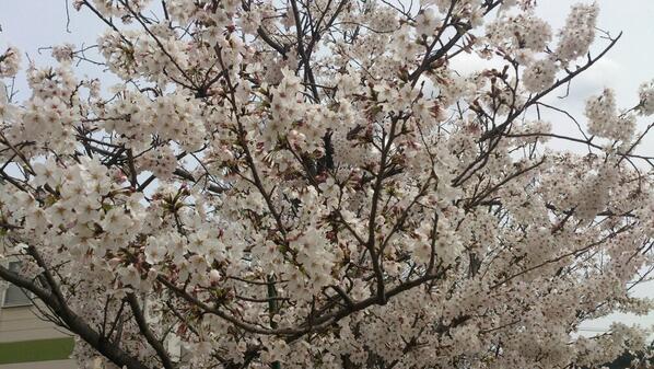 ocksyweb's tweet image. 皆さん、お花見しましたかぁ？
当相談所は先日、従業員全員参加でお花見しました(*^^*)
楽しかったです♪