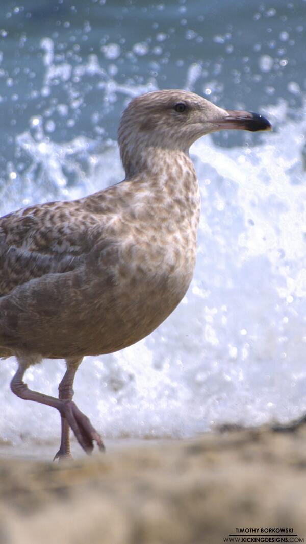 高画質 Iphone用壁紙 Iphone壁紙 1136x640 精悍な顔つきをした海鳥 大自然をiphoneから感じたいときにどうぞ T Co Qqupygb3yx