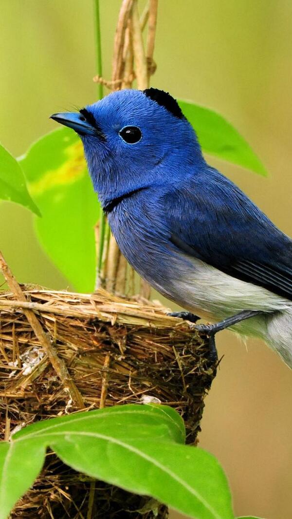 高画質 Iphone用壁紙 Iphone壁紙 1136x640 幸せの青い鳥 あなたのiphoneの中に招いてみては ロック画面にどうぞ T Co Db19uzlxcs