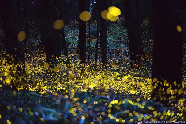 zaibatsu's tweet image. Long exposure of fireflies just before dark #photo