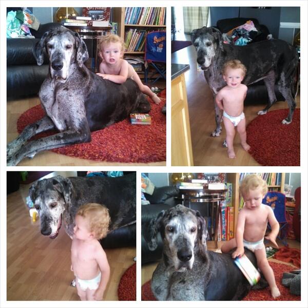 jandaholcomb's tweet photo. Jacob sure does love his 'oldest sister!' :) #GreatDane #horsedogs #SiblingLove http://t.co/MxFQP1LaK1