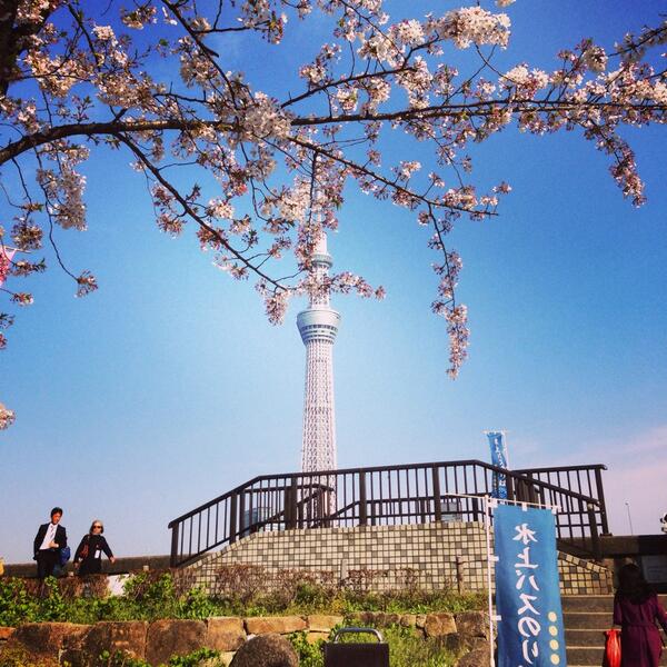 GraceChayuda's tweet photo. #cherryblossoms #tokyoskytree http://t.co/sfTlLjTepP