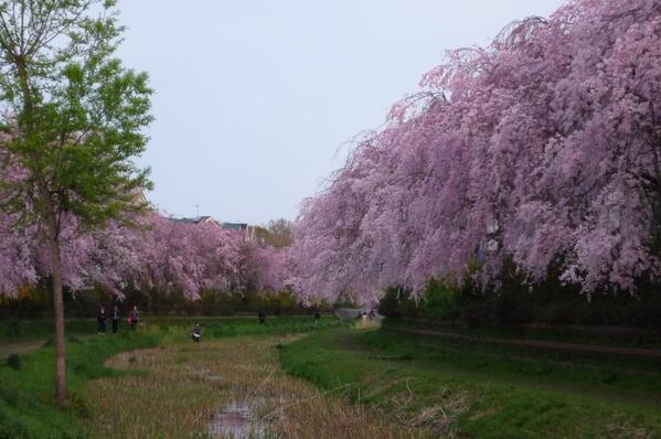 福本伸一 V Twitter 野川公園の先の真ピンクのしだれ桜にびっくり こんな場所が東京にあったんだあ 上京して３０年 初めて知ったよ Http T Co Bphai8sern