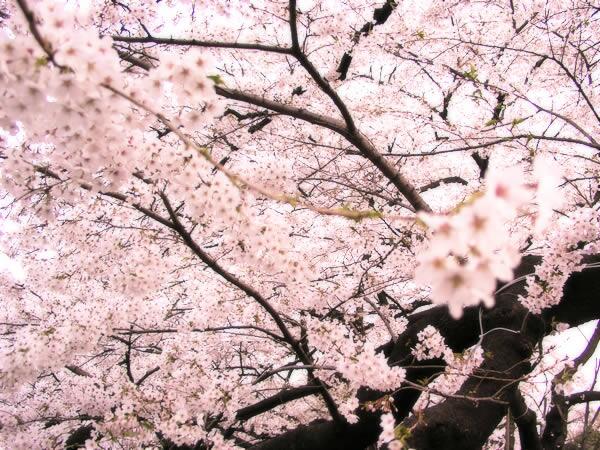 究極 話が盛り上がる雑学 桜の代表 ソメイヨシノは種子では増えない 各地にある樹はすべて人の手で接木などで 増やしたものなので大事にしましょう T Co Vtaknqdvnn