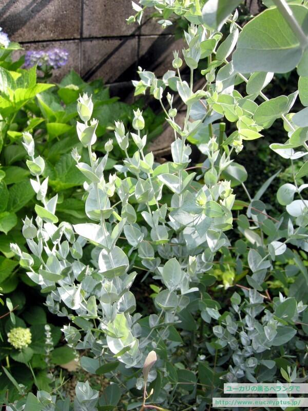 Twitter पर ユーカリの薫るベランダで Eucalyptus Albida アルビダ 学名の意の 白 の通り純白の葉が魅力 最近日本で人気上昇中だが 難易度が高いと言われている ただ西azの育て方に慣れればかなり楽な方 早期に深緑の細葉に変化するのが難点 Http T Co Twitter पर ユーカリの薫るベランダで Eucalyptus Albida アルビダ 学名の意の 白 の通り純白の葉が魅力 最近日本で人気上昇中だが 難易度が高いと言われている ただ西azの育て方に慣れればかなり楽な方 早期に深緑の細葉に変化するのが難点 Http T Co