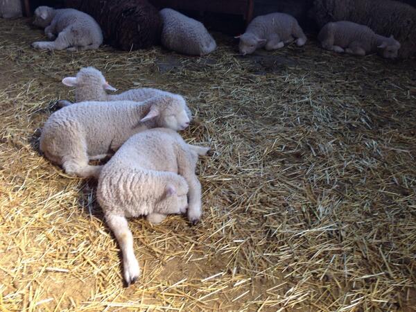 viviennechi's tweet photo. まかいの牧場に来てまーす(｡•ㅅ•｡)♡ http://t.co/fWuhyGjCy5