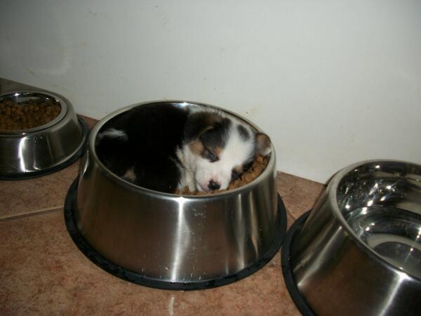 ThatsAnimals's tweet photo. Bed in breakfast. http://t.co/5eVrrGQh9h