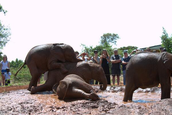 #DavidSheldrickWildlifeTrust is an Orphanage for Elephant Calves and centre for information on Elephant Conservation