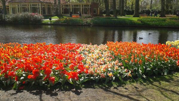 CruiseCritic's tweet image. Keukenhof, or Garden of Europe, is the world's largest flower garden. Seen in the Netherlands onboard @tauck.