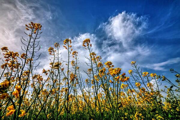 Gabriele_Corno's tweet image. Spring by yyazilim