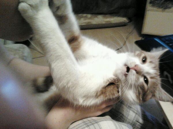 IPeachCat's tweet image. Get out of my face!!!