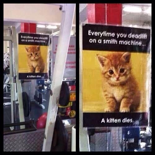 InvictusMuscle's tweet image. Save kittens, deadlift like a man...