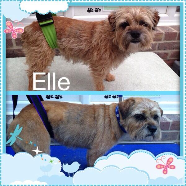 Woofy_tails's tweet photo. Elle the Border Terrier 🐶🐾 http://t.co/FT4SlLs44J