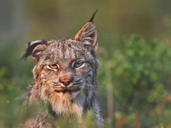 Good Morning! Today should be TuftTuesday instead. Just look at those tufts!! It is basically bedhead for lynxies