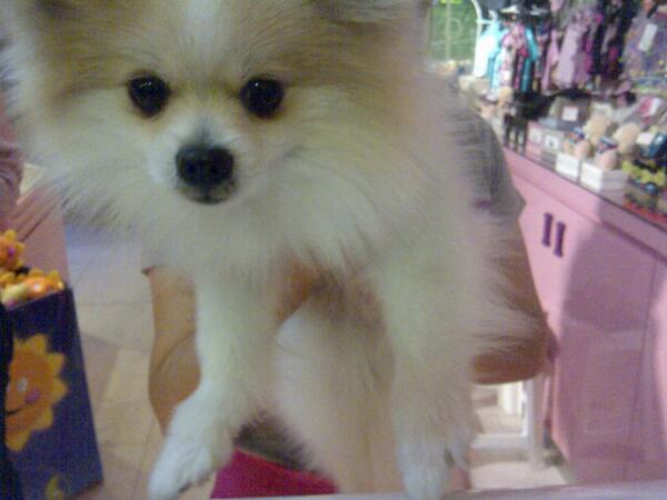 --- WorldOfPets --- tweet media