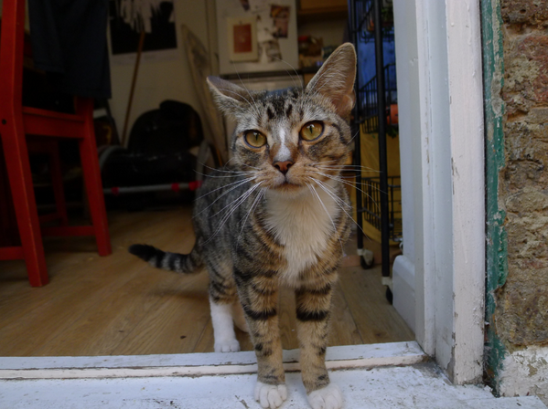 we have found a very cute kitten. Does he belong to anyone? please RT <a href="/nunhead_lives/">nunhead lives</a> <a href="/nunheadnose/">Nunhead Nose</a> <a href="/PeckhamPost/">Peckham Post</a> <a href="/se15/">SE15</a>