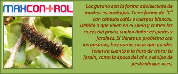 maxcontrolmore's tweet image. Cuidado con los gusanos de jardin