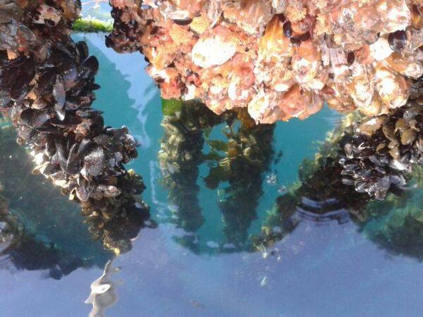 PatagoniaMussel's tweet photo. Chefs e jornalistas visitam o cultivo de mexilhões, na Ilha de Chiloé nas águas mais limpas do mundo #patagoniamussel http://t.co/iQditwrluf