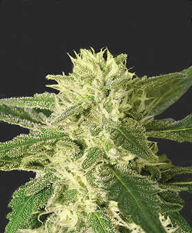 WorldSeeds1's tweet photo. WOW! Wan it, have it..you know where to go... http://t.co/DwnAyQVsZJ