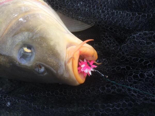 EvolutionCarpTackle tweet media