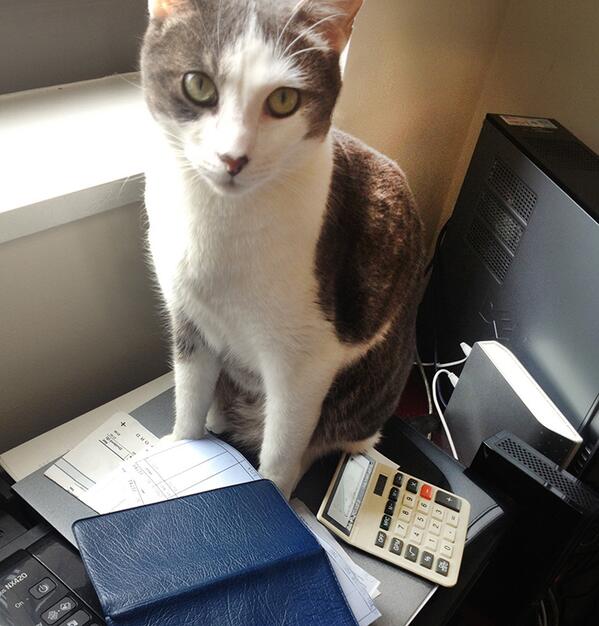 The Biscuit tweet media