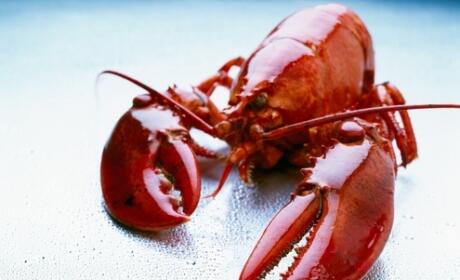 ACTIE! 4=3 in de Mei-maand Kreeftenmaand, reserveren gewenst, check restaurantbeeckestijn.nl