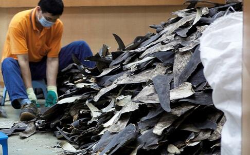 Seasaver's tweet image. Shark fin trade from #HongKong to #China drops almost 90% in 1 yr bit.ly/PYW1Te via @SCMP_News @divefinatic