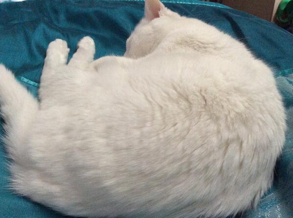 DarksideKnitter's tweet photo. Let sleeping cats lie. http://t.co/usjgZAMjsm