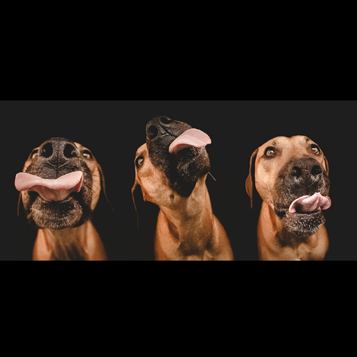 GuyKawasaki's tweet photo. Goofy dog portraits by Elke Vogelsang

http://t.co/4OXRQ672pa http://t.co/YEgxUbkTld