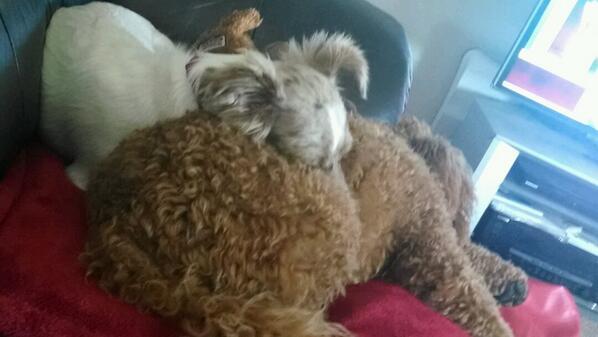 raphpuppy's tweet image. Nap time with my best friend.