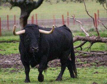 El Mòli tweet media