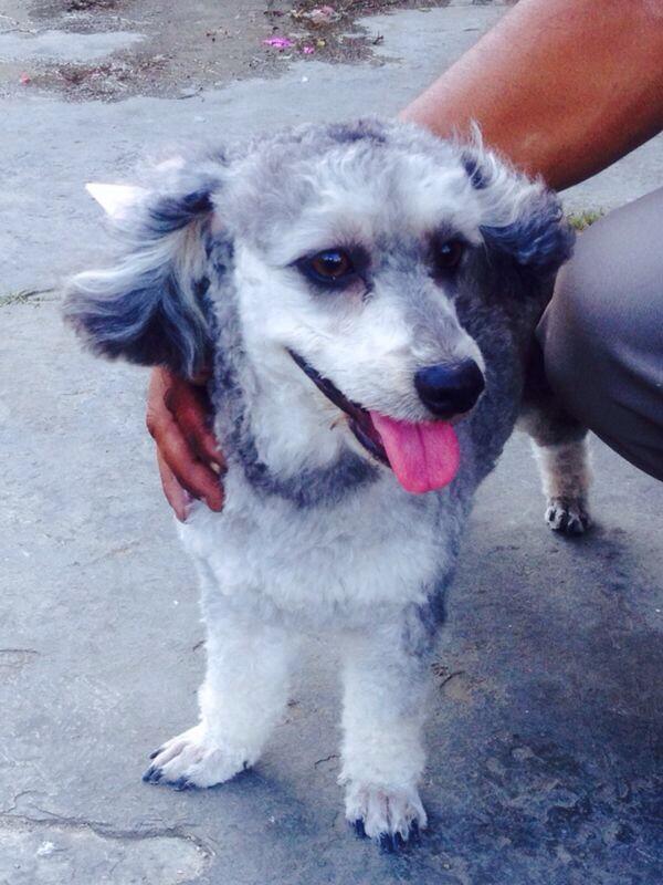 RRMgta's tweet photo. #ServicioPublico BUSCAMOS AL DUEÑO de esta perrita encontrada en el Rest.Dolphin Playa El Angel FAVOR RT Info por Dm http://t.co/NYHFflp3Bi