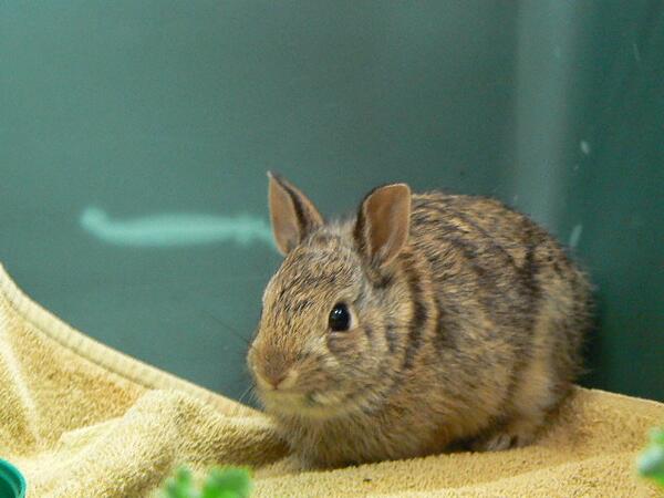 SSCritterCare's tweet photo. Spring is coming! Tis the season of Cottontails! #animallover #animals #wildlife #Seattle http://t.co/j3deGtUdGr