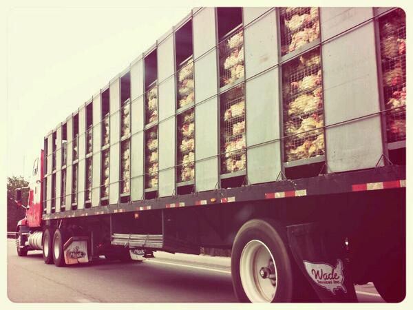 LuRiLu's tweet image. Believe it or not this chicken are ALIVE!! Crowded, on top of each other! #insensitivity #PETA #animalabuse