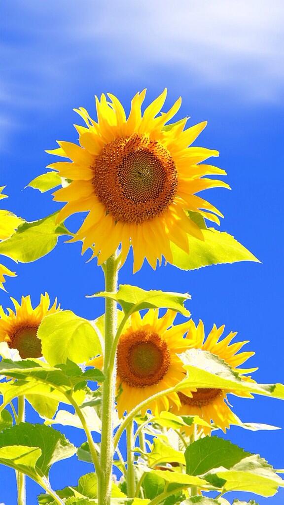 suka_tt's tweet photo. http://t.co/axEVXGegHN
