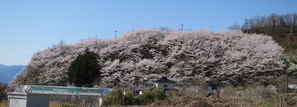 山梨市 桜の開花情報 荒神山桜公園の桜は見頃を迎えています また4月13日まで午後6時 10時の間 桜のライトアップが行われていますのでぜひご覧ください ライトアップは桜の状況により早く終了する場合がございます Http T Co H3fywk9xnt 山梨市 桜の開花情報 荒神山桜公園の桜は見頃を迎えています また4月13日まで午後6時 10時の間 桜のライトアップが行われていますのでぜひご覧ください ライトアップは桜の状況により早く終了する場合がございます Http T Co H3fywk9xnt