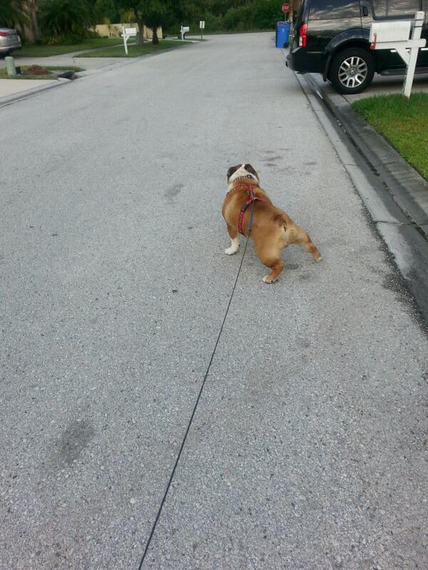 PrissynEJBullys's tweet image. Wate Momz. I tink I hurd Miss Debbie call my name. She must want tew pet me. Hold up. #EveryoneIsOutsideJustToSeeMe