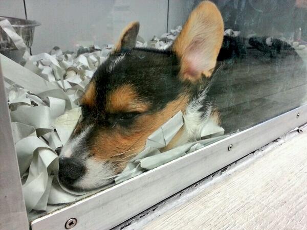 He looks so sad. :( #dontshopadopt #pethabitat #puppymilldogs