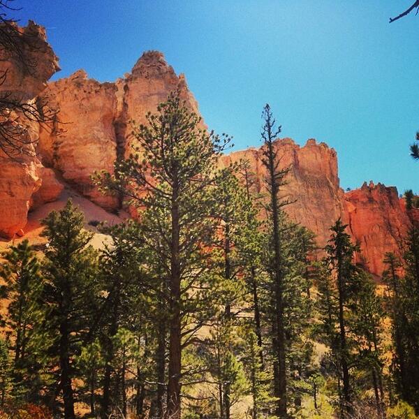 NatlParksPhotos's tweet photo. Under the rim. #pinkcliffs #brycecanyon #claronformation #geology #paunsaugunt #nature #nationalparks by mary_o_yeah http://t.co/5TZNO1KbFs
