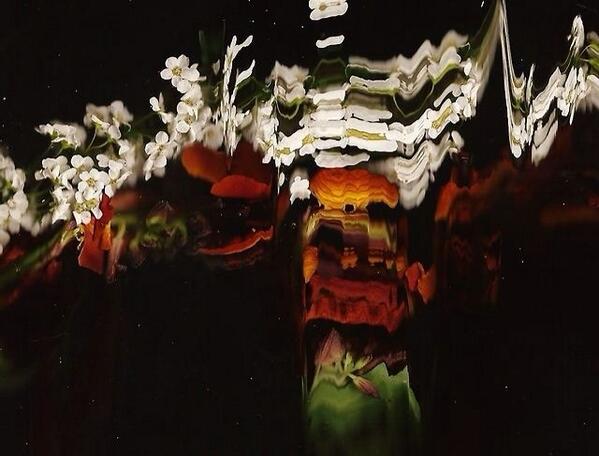 emma_art_'s tweet photo. wild flowers sample #fmp #photography #distortion http://t.co/uf6QGDY16M